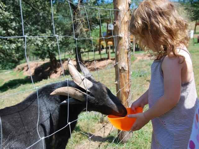 The animals of the farm