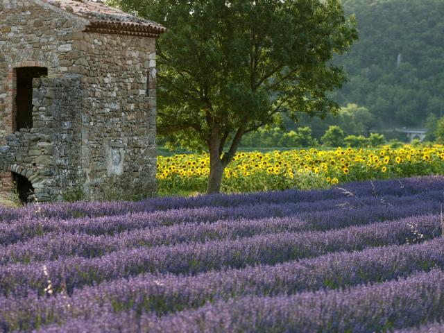 Champs de lavande