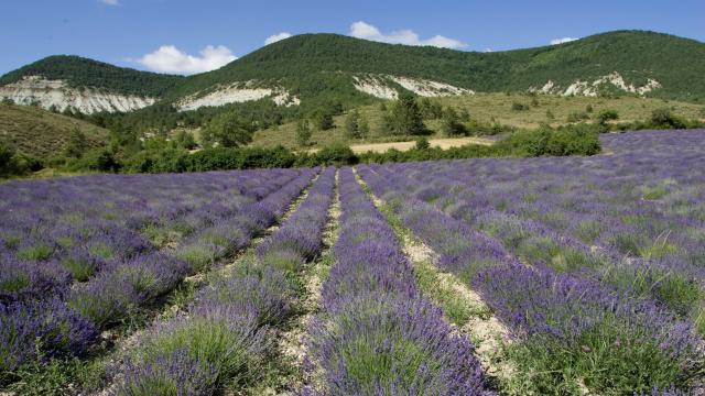 Drôme provençale : champs de lavande