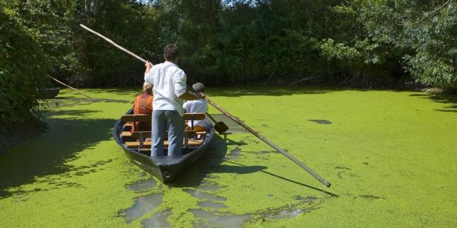 marais poitevin : promenade en barque à maillezais