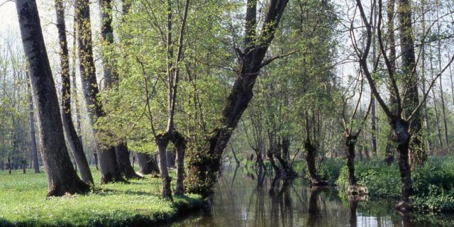 Poitevin Marshes