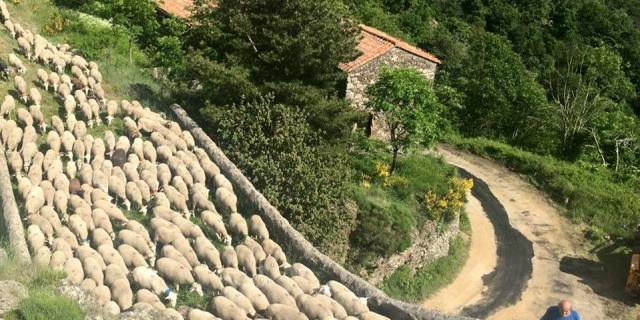 Transhumance Cevennes