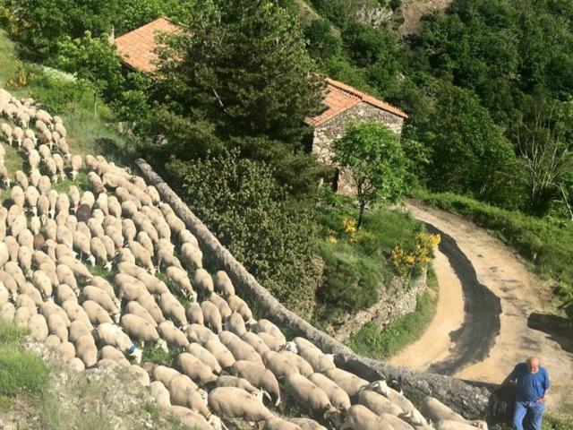 Transhumance Cevennes