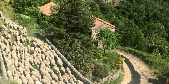 Transhumance Cevennes