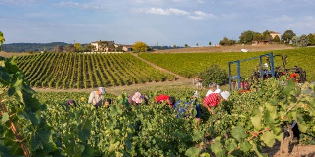 Vignoble Gaillac