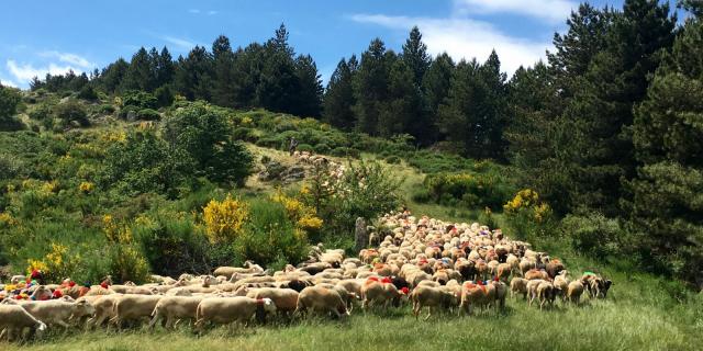 Transhumance dans les cévennes Troupeau en transhumance