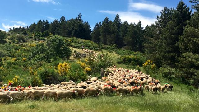 Transhumance dans les cévennes Troupeau en transhumance