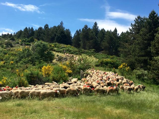 Transhumance dans les cévennes Troupeau en transhumance