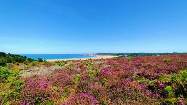 Landes De Bruyeres 1