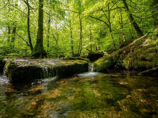 Foret Domaine Du Moulinet