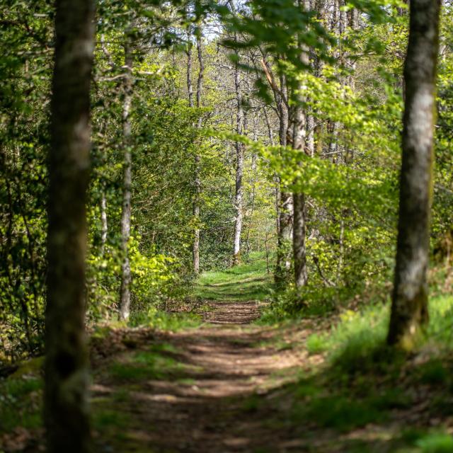 Sentier Decouverte Du Domaine Du Moulinet.1jpg