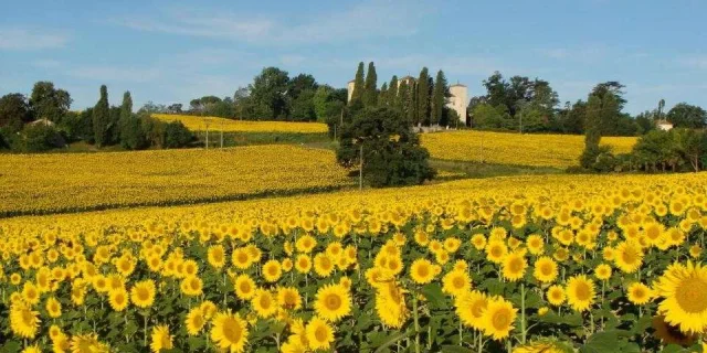 Location Gite Derniere Minute Gers Tournesols