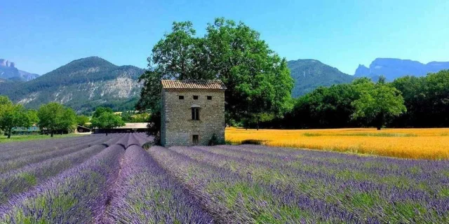 Location Gite Derniere Minute Provence Drome Luberon Paysage Champs Lavande