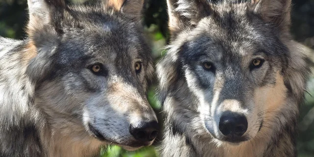 Location Gite Vacances Ariege Loisirs Visite Maison Loups Orlu