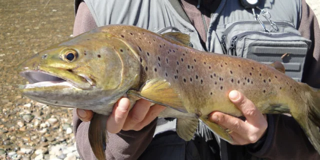 Gite De Peche Hebergement Peche Lot Chalets Mirandol