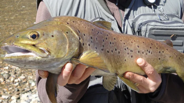 Gite De Peche Hebergement Peche Lot Chalets Mirandol