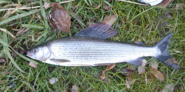 Gite De Peche Poisson